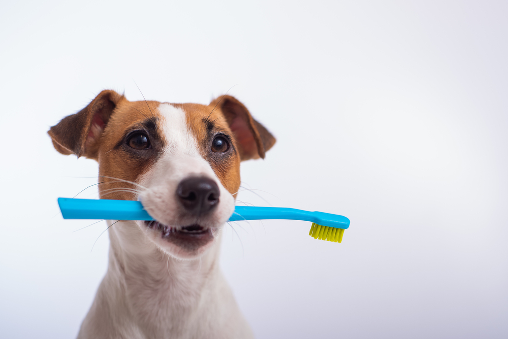 Jack Russell Terrier holding a toothbrush, illustrating pet dental hygiene care