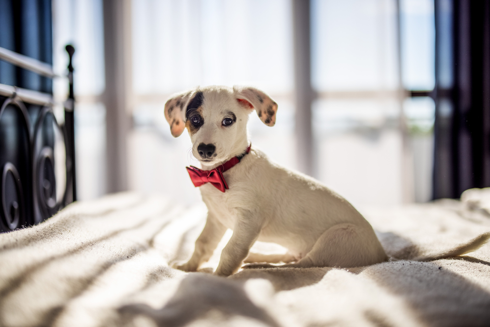 White dog wearing a red bow sitting attentively, representing pet wellness care