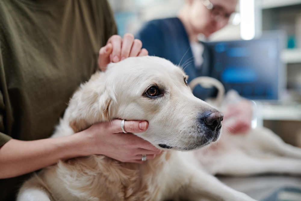 Sick dog being examined by a veterinarian during a veterinary health check