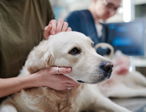 Spotting the Unseen: How to Recognize and Fight Pet Cancer Early
