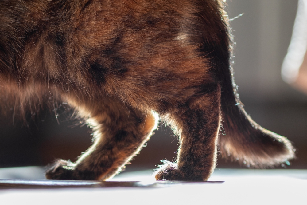 Hind legs of a domestic cat walking, used to illustrate feline mobility and musculoskeletal health