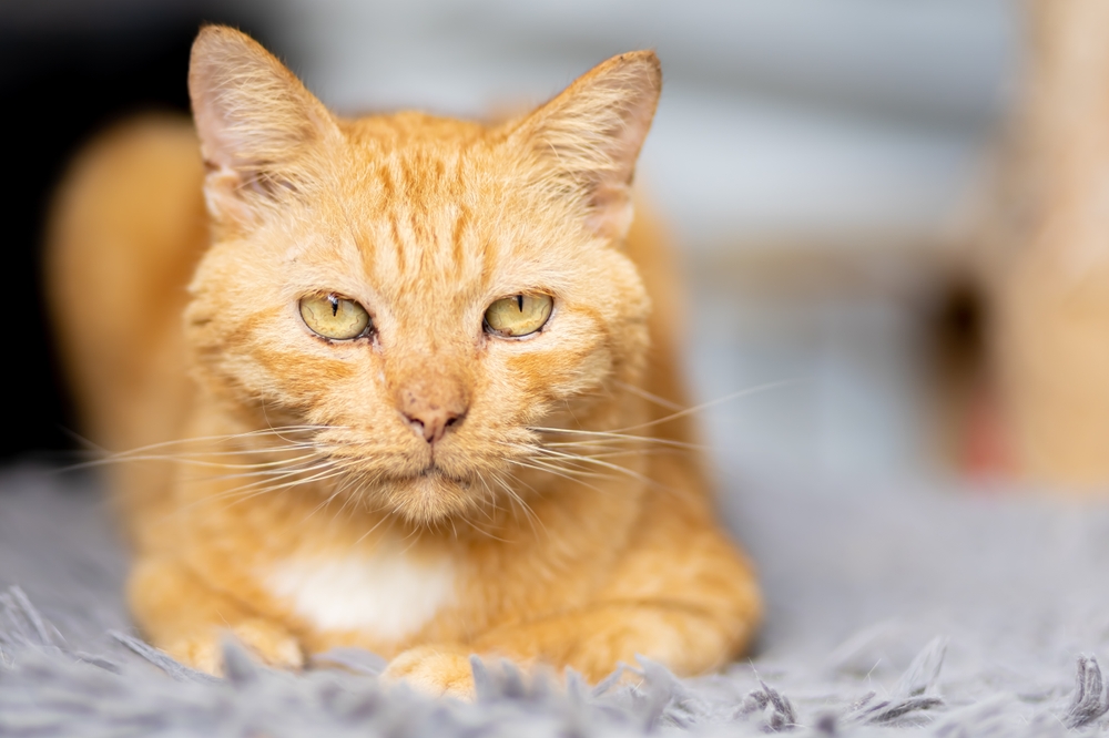Close-up of a 10-year-old senior cat showing signs of aging, senior pet care