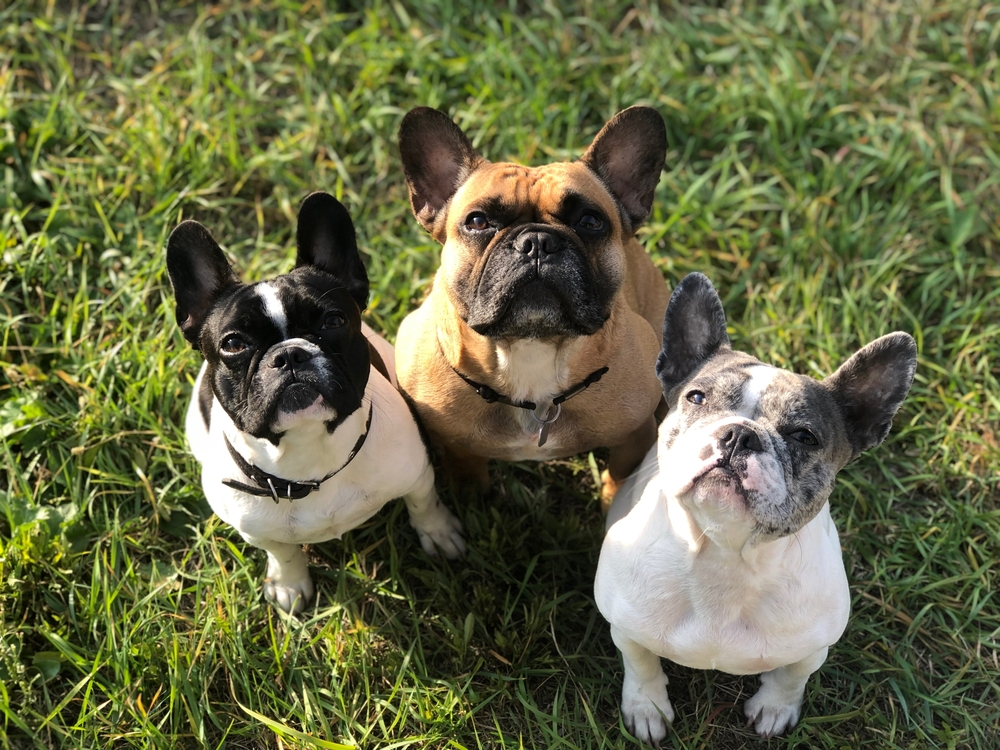 French Bulldog family posing in sunlight, highlighting brachycephalic breed veterinary care