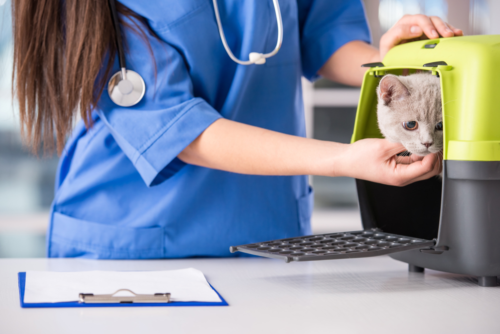 Female veterinarian holding and examining a beautiful cat during a wellness visit