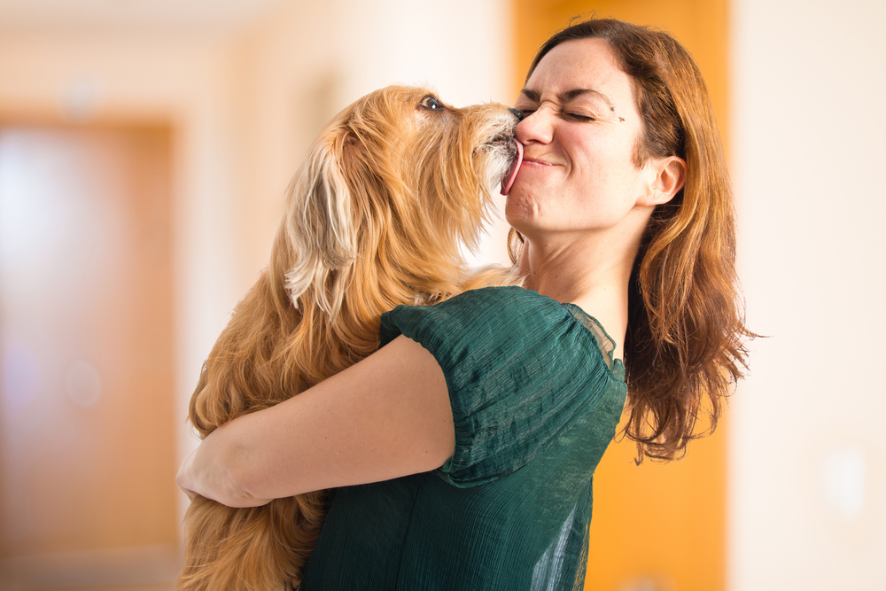 Affectionate dog kissing its owner inside their home, celebrating the human-pet bond