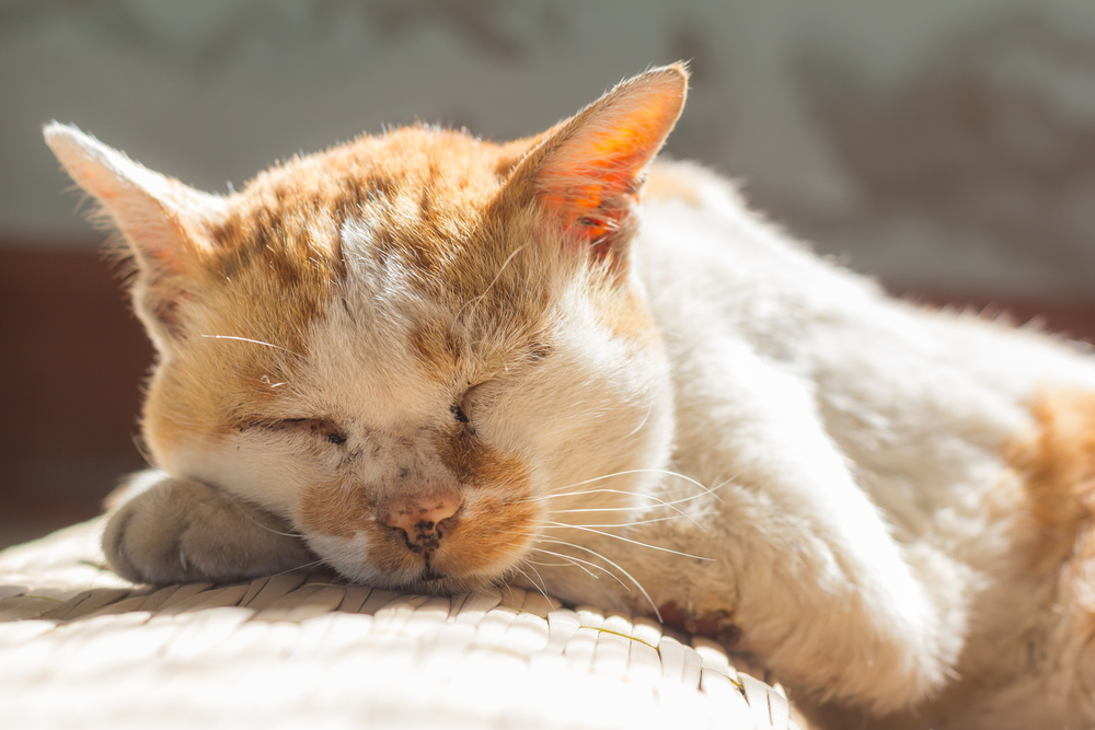 Senior cat sleeping on the floor, illustrating the importance of geriatric pet veterinary care