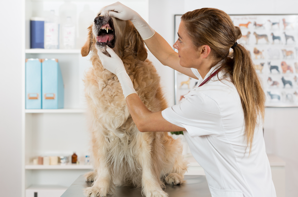Veterinarian gently examining a pet during a wellness visit at an animal hospital in Boca Raton