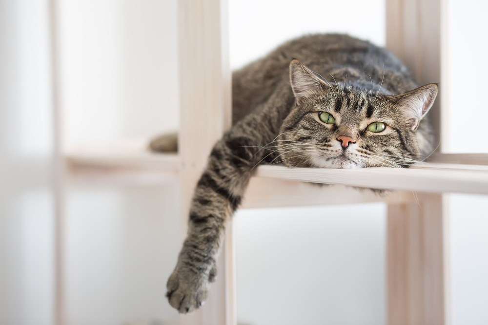 Lazy striped tabby cat resting on a shelf — feline behavior and general cat care