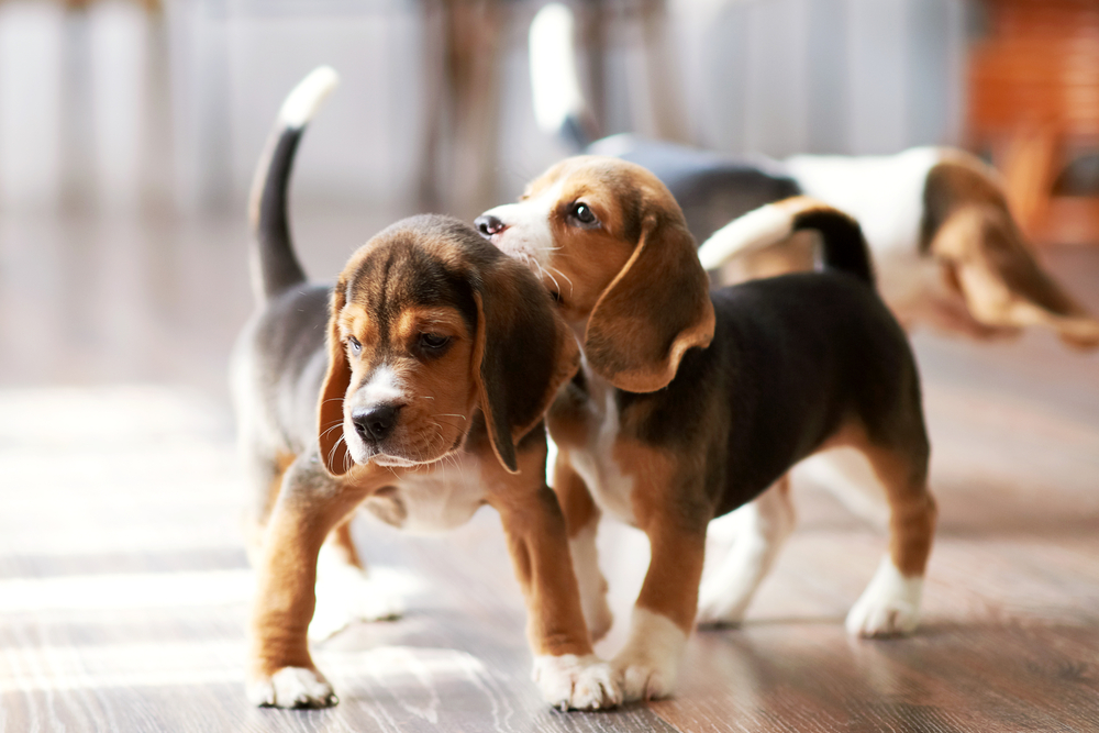 Beagle puppy playing on hardwood floor at home after veterinary wellness visit