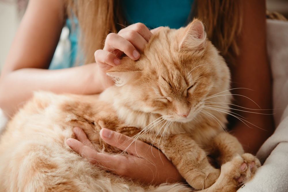 Close-up of a large ginger tabby cat being held by a child — family pet care in Boca Raton