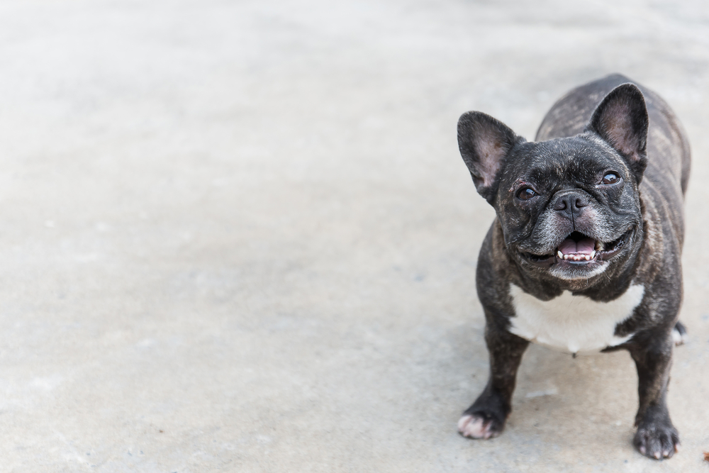 French Bulldog sitting on floor waiting patiently, a brachycephalic breed seen regularly in veterinary care
