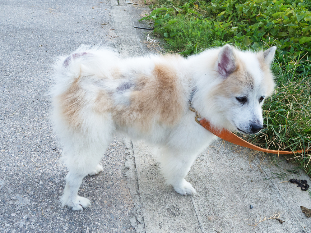 Dog with skin dermatitis showing hair loss — canine skin disease diagnosis and treatment