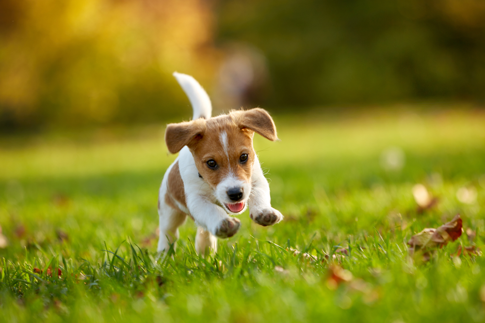 Happy pet receiving general veterinary care at an animal hospital