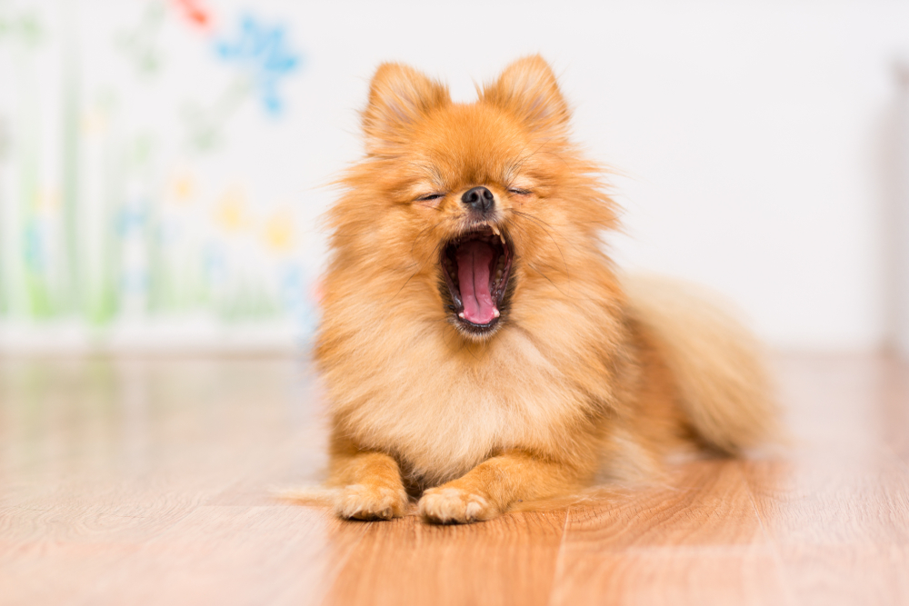 Fluffy Pomeranian dog lying down, representing pet care services in Boca Raton, FL