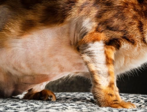 Common Causes for Pet Hair Loss