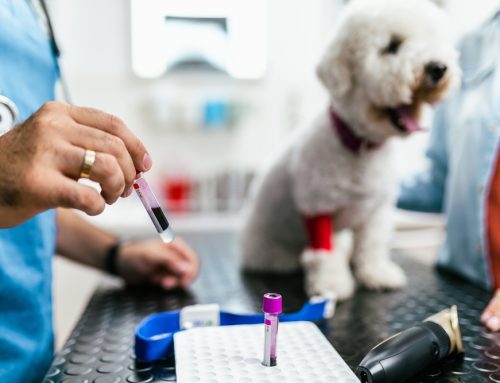 6 Reasons to Say “Yes” to Pet Wellness Screening Tests