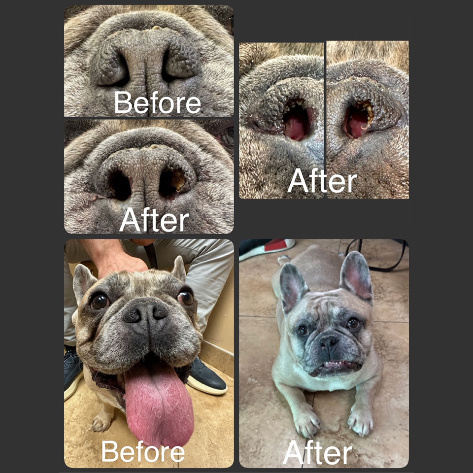 Boas Laser Surgery Vet in Boca Raton Boca Midtowne Animal Hospital