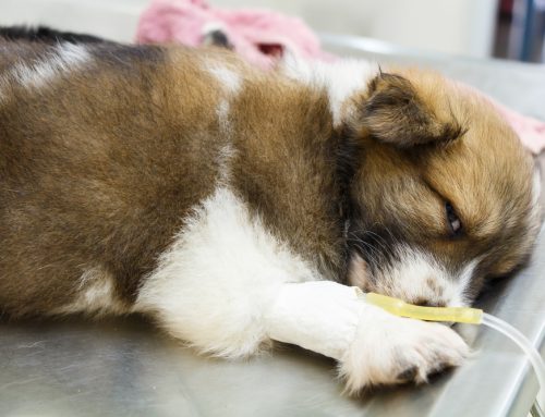 5 Pet Diseases You Can Prevent With Routine Wellness Care