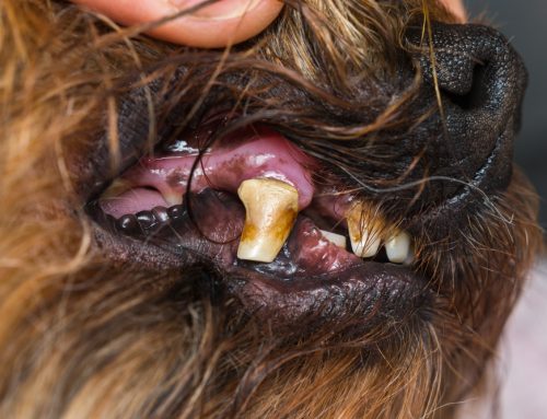 Something to Chew On: Periodontal Disease in Pets