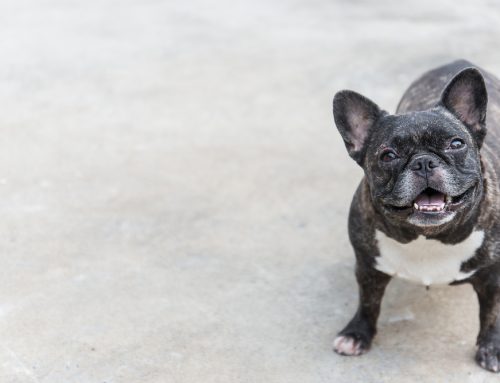 Frenchie Focus: How to Care for Your French Bulldog