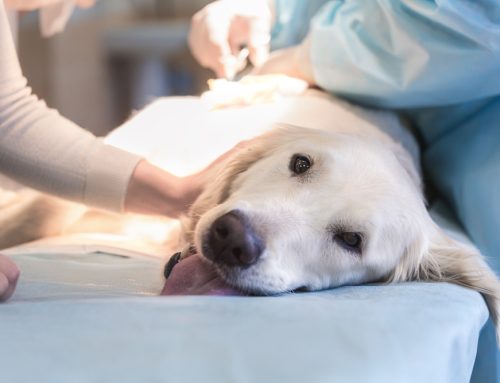 Is Surgery the Right Move? What Pet Owners Should Know