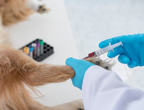 Routine Bloodwork, Real Results: Keeping Your Pet Healthy From the Inside Out