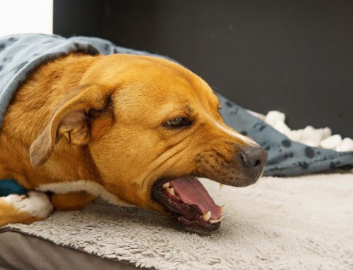 Coughing, sneezing, wheezing, reverse sneezing, snoring, and more- what does it mean?