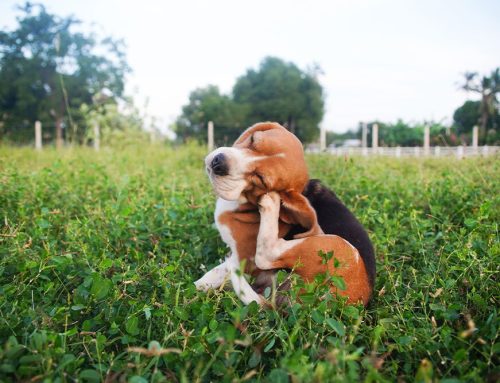 Seasonal Allergies: Helping Pets Cope During Allergy Season